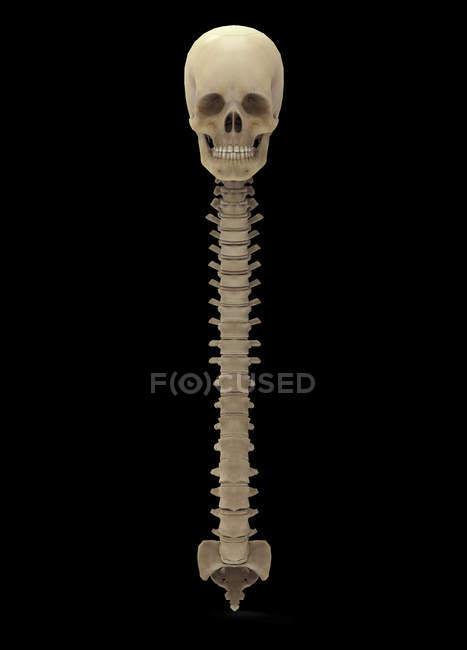 3D renderização da coluna vertebral humana sobre fundo preto — Fotografia de Stock