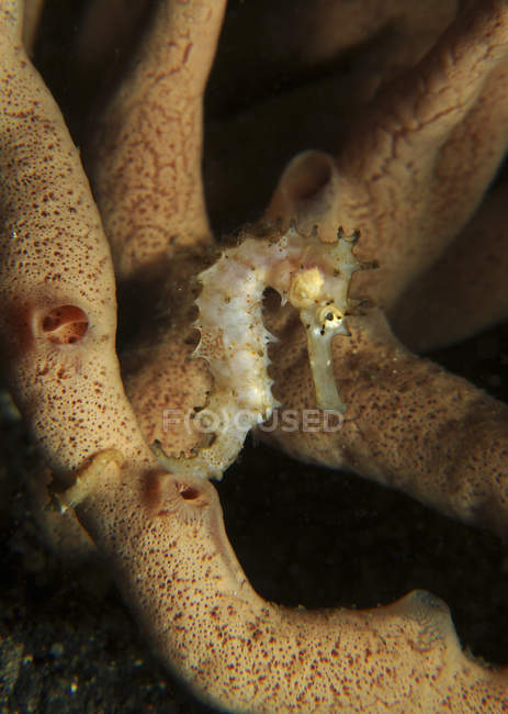 Caballito de mar espinoso juvenil colgando de una esponja tubular naranja, Sulawesi del Norte, Indonesia - foto de stock
