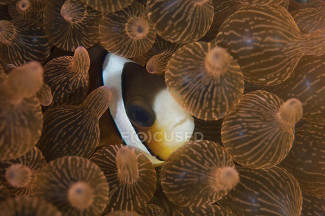 Clark anemonefish in tentacles of anemone — Stock Photo
