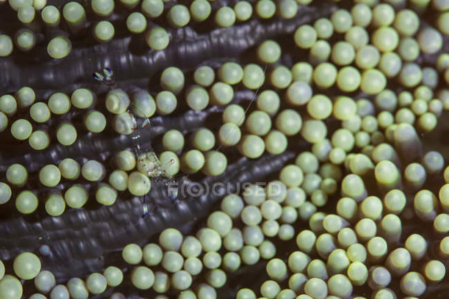 Прозрачные креветки на морском анемоне — стоковое фото