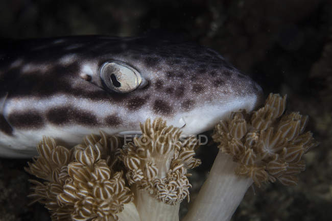 Tiburón gato de coral en corales - foto de stock