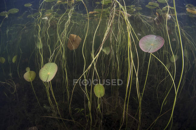 Almohadillas de lirio en lago de agua dulce poco profundo - foto de stock