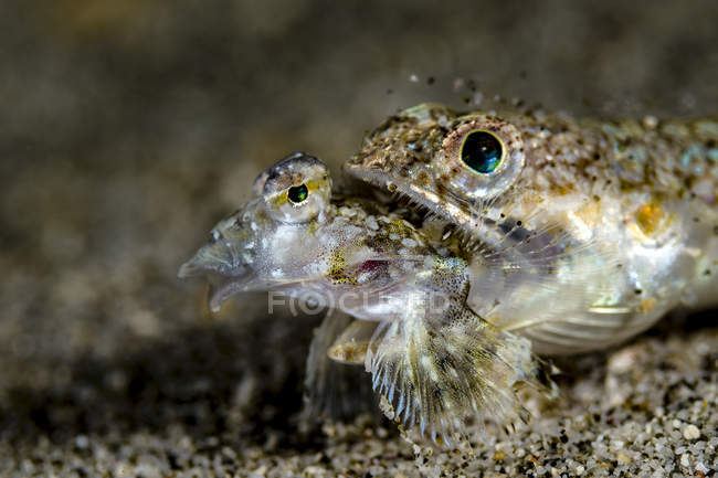 Pesce lucertola mangiare dragonetto — Foto stock