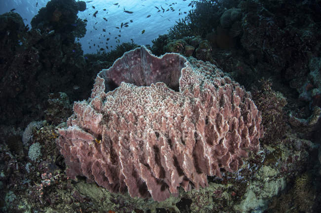 Массивная губка для бочек на рифе — стоковое фото