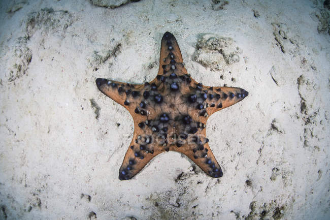Colorful chocolate chip sea star — Stock Photo