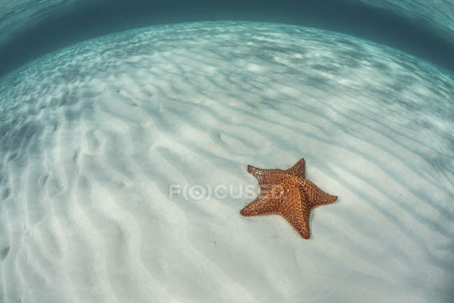 Estrella de mar de las Indias Occidentales sobre fondo de mar arenoso - foto de stock