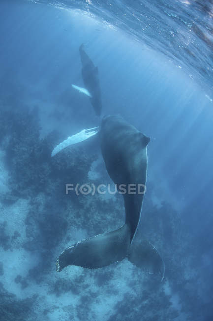 Ballenas jorobadas nadando en agua azul - foto de stock