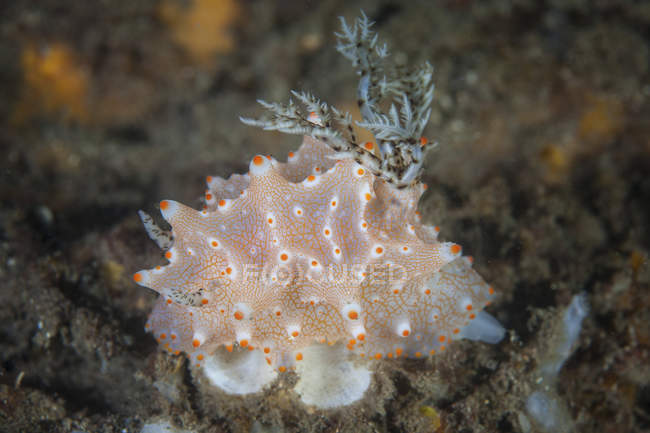 Halgerda Батангас nudibranch — стокове фото