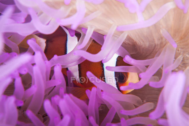 Кларкский анемофиш в щупальцах анемона — стоковое фото