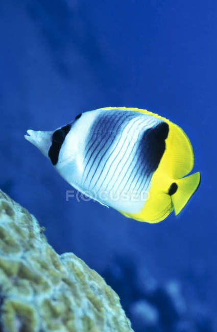 Poisson-papillon nageant au-dessus du récif corallien — Photo de stock