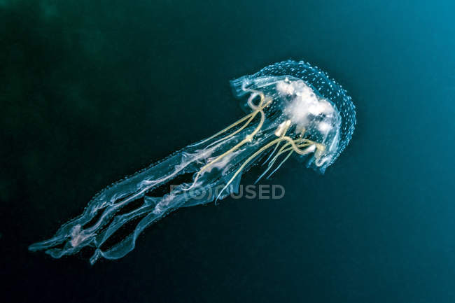 Medusas nadando en aguas oscuras - foto de stock