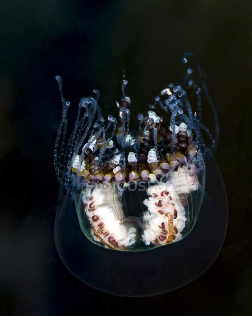 Medusas en aguas oscuras del mar de Bohol - foto de stock