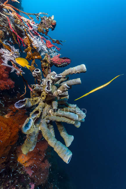 Golden phase trumpetfish with tube sponges — Stock Photo