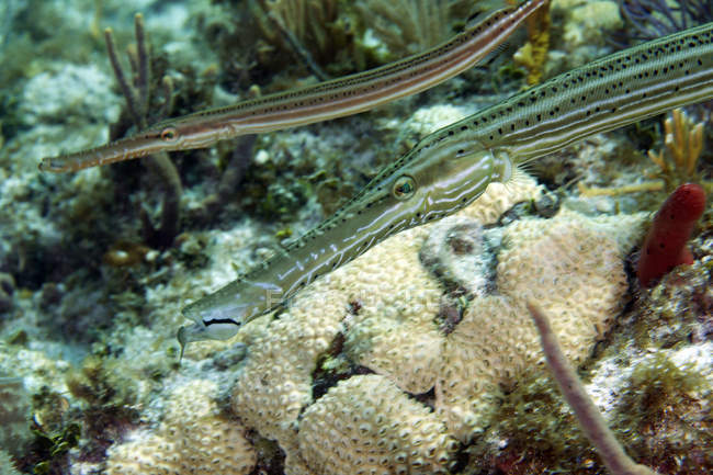 Peces trompeta juveniles nadando sobre los arrecifes de coral - foto de stock