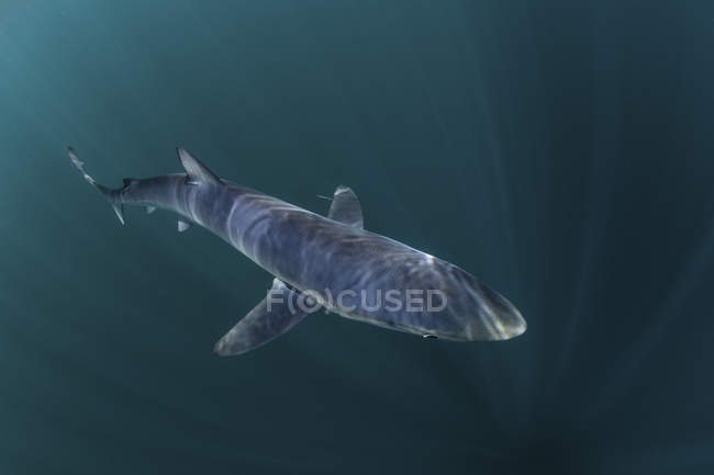 Блакитної акули плавання поблизу Cape Cod — стокове фото