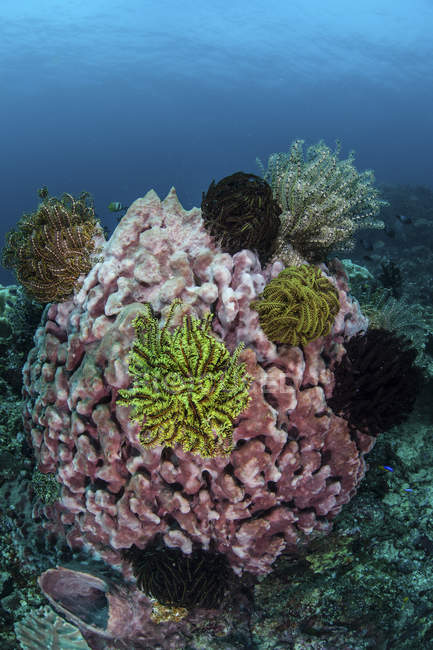 Large barrel sponge with crinoids in Lembeh Strait, Indonesia — Stock Photo