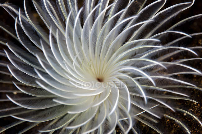 Tentacules spirales de vers plumeaux — Photo de stock