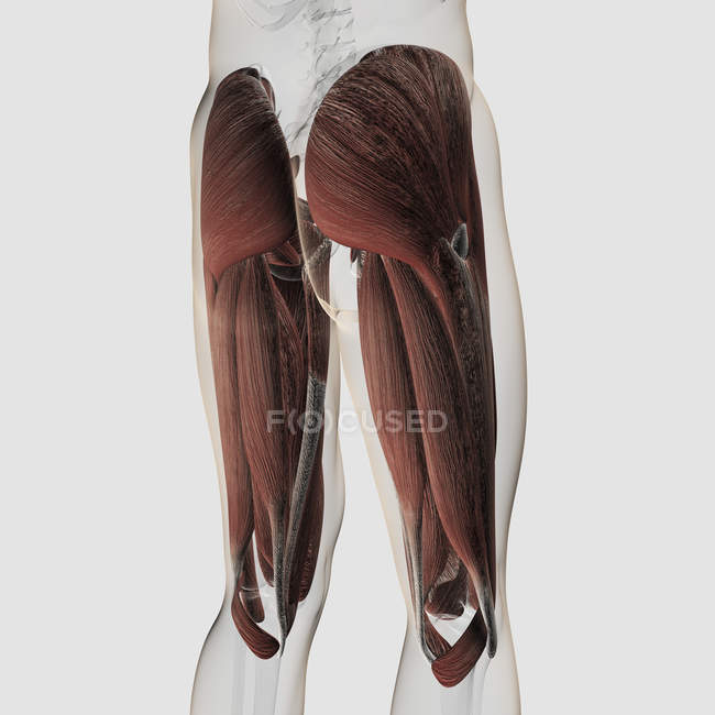 Anatomia muscular masculina das pernas humanas — Fotografia de Stock