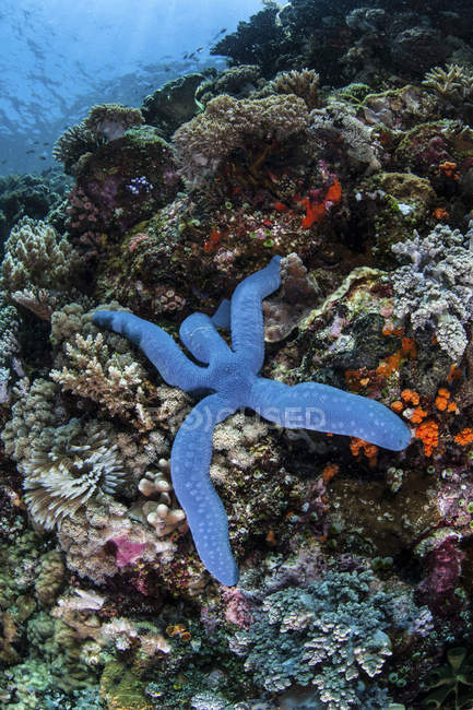 Синій Морська зірка чіплятися за риф — стокове фото