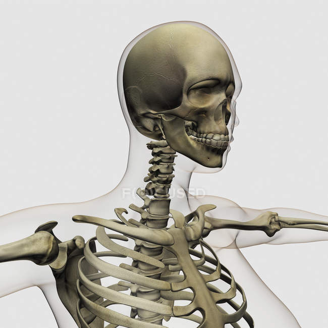 Medical illustration of skull and skeletal system — Stock Photo