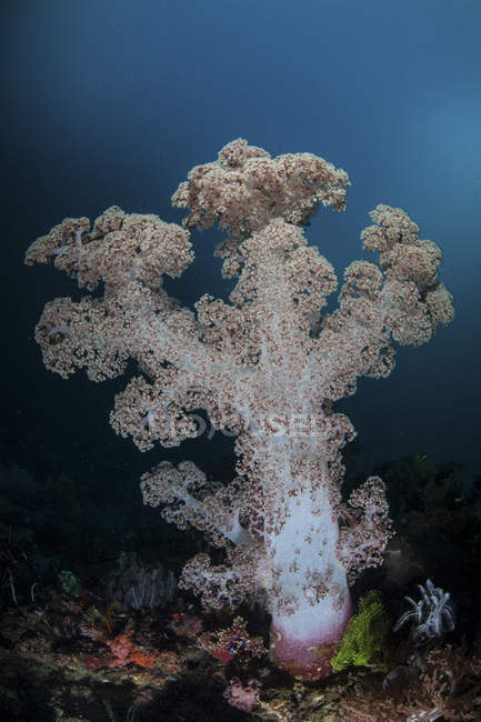 Colônia de corais macios crescendo em recifes — Fotografia de Stock