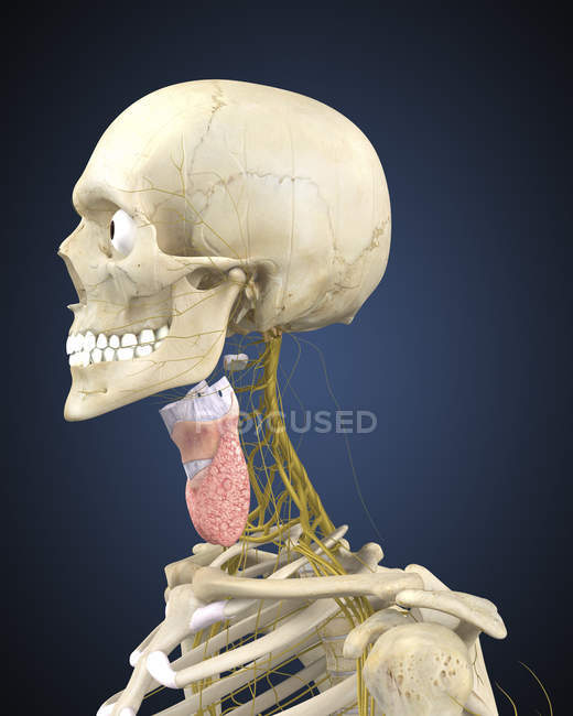 Esqueleto humano con sistema nervioso y órgano laríngeo del cuello - foto de stock