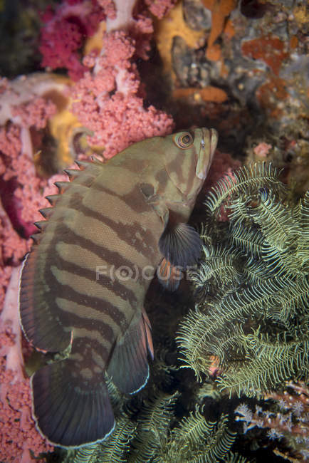 Chocolate grouper near reef — Stock Photo