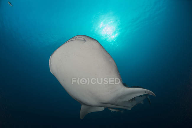 Large whale shark swimming near surface — Stock Photo