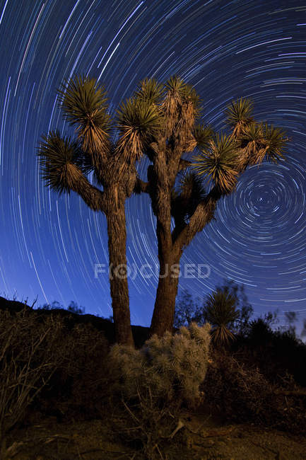 Josué árvore contra trilhas estelares — Fotografia de Stock