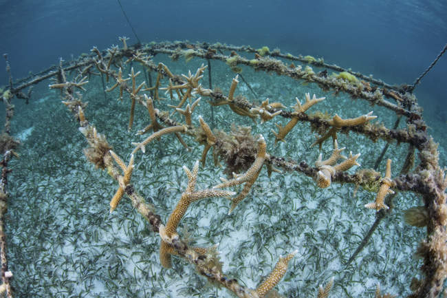 Corales Staghorn creciendo en marcos - foto de stock