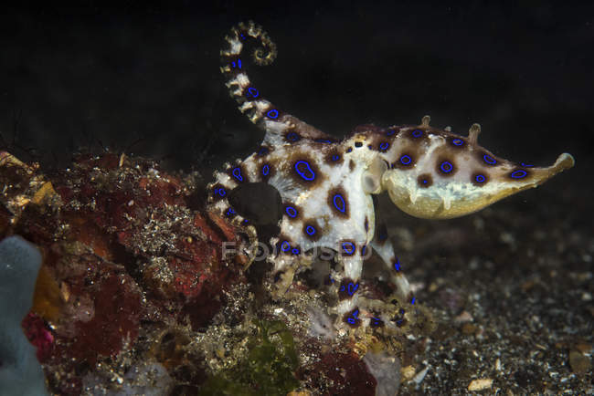 Blauberingter Oktopus bewegt sich im Wasser — Stockfoto