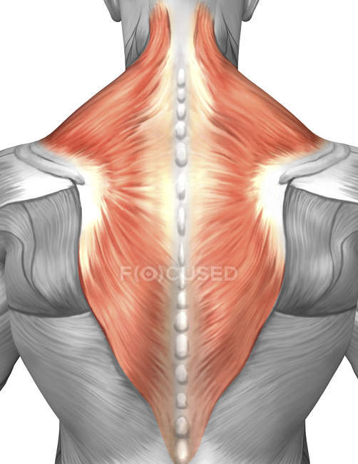 Мышцы спины и шеи — стоковое фото