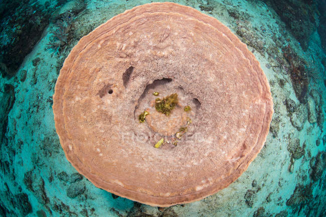 Vista superior de la esponja redonda de barril rosa, Bahía Cenderawasih, Papúa Occidental, Indonesia - foto de stock