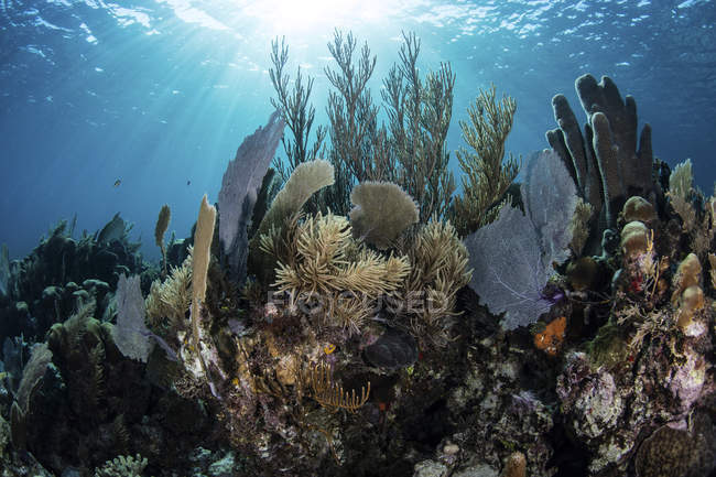 Gorgonians with reef-building corals on reef — Stock Photo