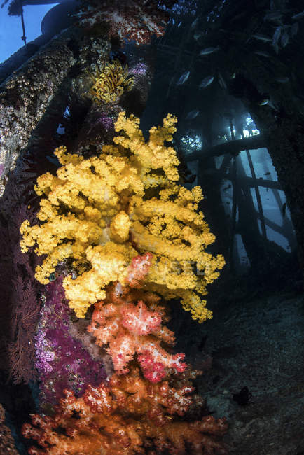 Coral macio sob molhe — Fotografia de Stock