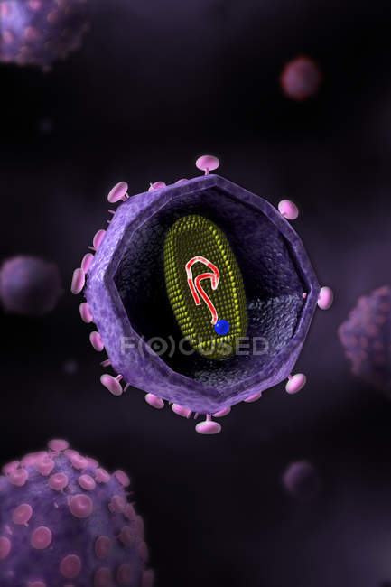 Vue transversale microscopique du virus VIH — Photo de stock