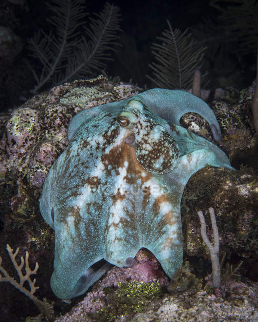 Осьминог лежит на рифе — стоковое фото