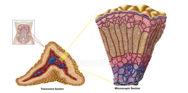 Ilustración médica de la anatomía de la glándula suprarrenal sobre fondo blanco - foto de stock