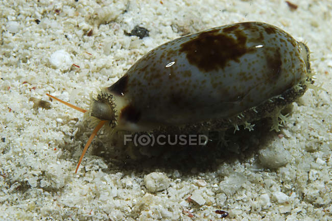 Grey and brown wandering cowrie on seabed — Stock Photo