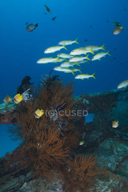 Yellow butterflyfish and school of goatfish over coral bush on wreck, Manokwari, West Papua, Indonesia — Stock Photo