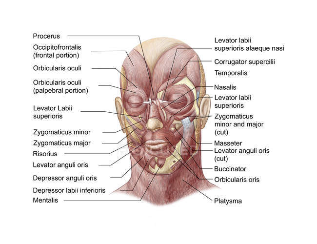 Músculos faciales de la cara humana con etiquetas - foto de stock