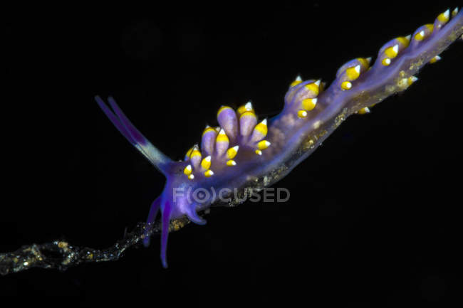 Cuthona sibogae nudibranchia — Foto stock