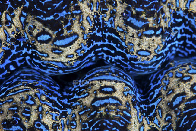 Colorido gigante molusco closeup tiro — Fotografia de Stock