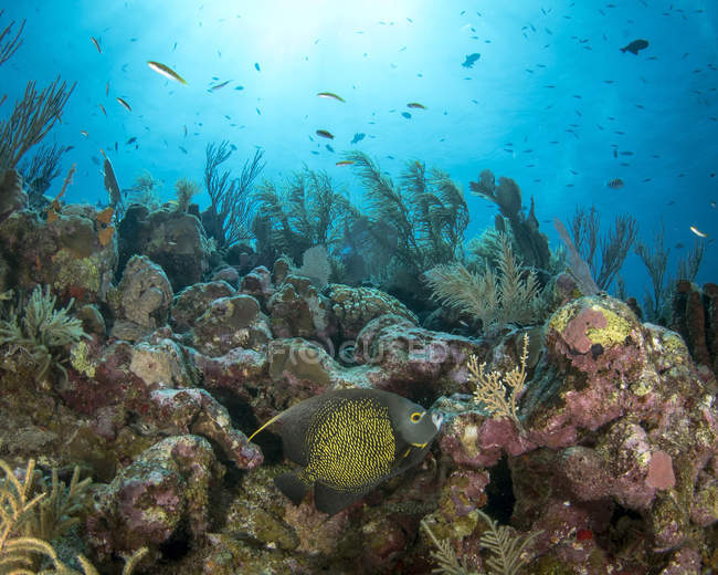 Pesce angelo francese sulla barriera corallina a Roatan — Foto stock