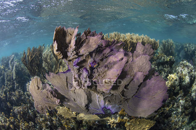 Горгоны с кораллами на рифе — стоковое фото