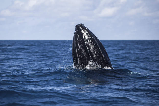 Ballena jorobada rompiendo la superficie del agua - foto de stock