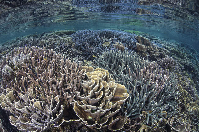 Хрупкие кораллы на мелководье — стоковое фото