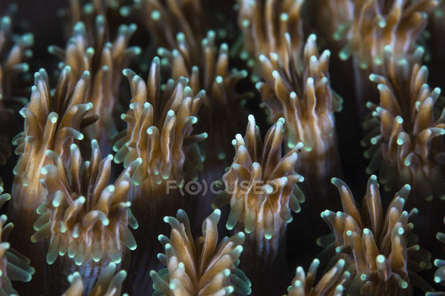 Polypen der Korallenkolonie Galaxea — Stockfoto