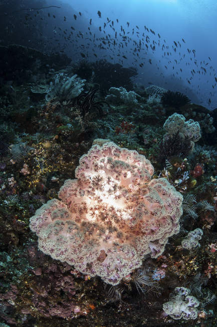 Мягкие коралловые колонии на рифовом склоне — стоковое фото