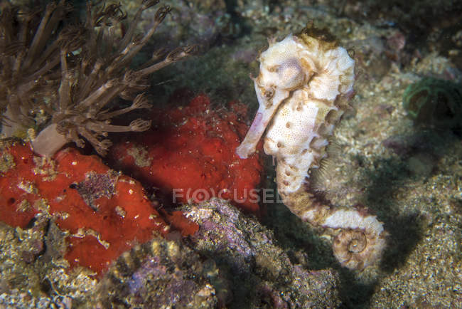 Seahorse closeup shot — Stock Photo